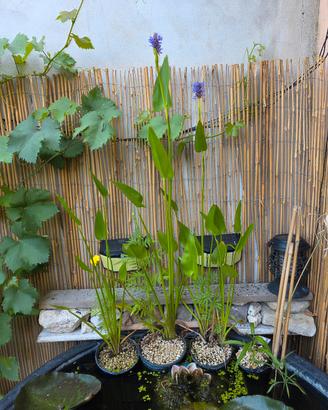 Pontederia cordata