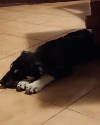 Cuccioli futura taglia grande