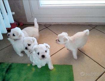 Cuccioli di maltese