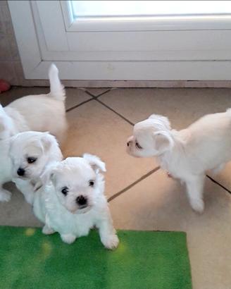Cuccioli di maltese