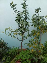 piante