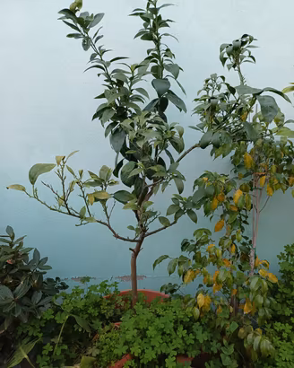 piante