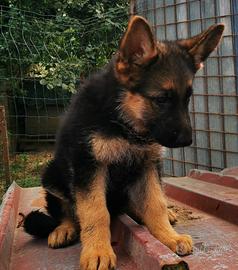 Cuccioli di pastore tedesco