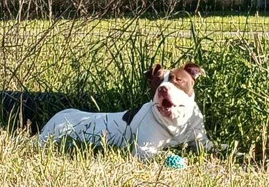 American Pittbull Terrier