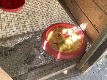 Piccoli anatroccoli