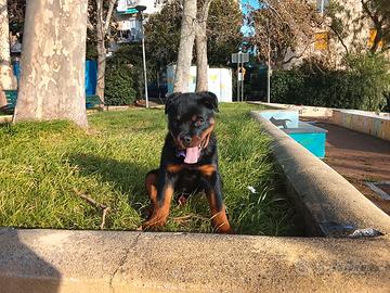 Cucciola di rottweiler