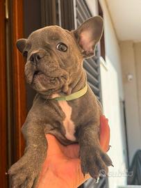 Bulldog francese