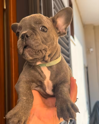 Bulldog francese