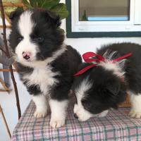 Border collie maschio meraviglioso