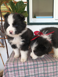Border collie maschio meraviglioso