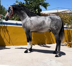 Cavallo Andaluso