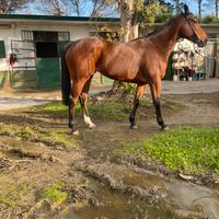 Cavalla femmina purosangue inglese