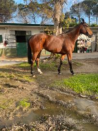 Cavalla femmina purosangue inglese