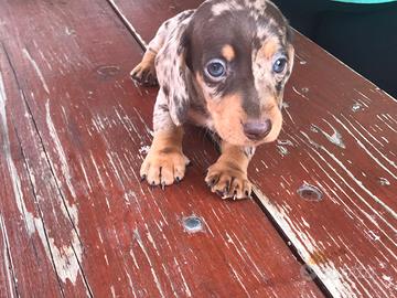 Bassotto arlecchino cioccolato cuccioli