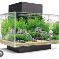 Acquario askoll fluval edge