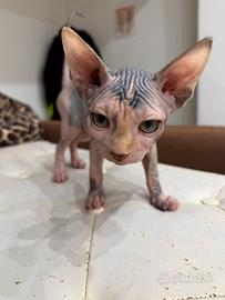 Sphynx