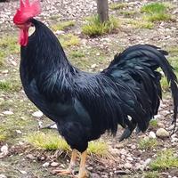 Livornesi pure di varie colorazioni