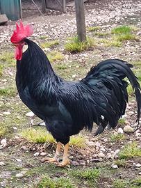 Livornesi pure di varie colorazioni