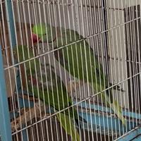 Do via coppia di pappagalli grande alessandrino