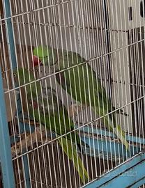 Do via coppia di pappagalli grande alessandrino