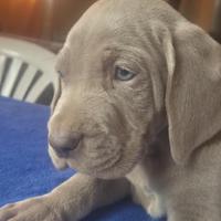Cuccioli weimaraner bracco di weimar
