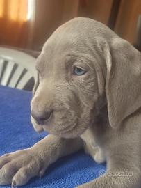 Cuccioli weimaraner bracco di weimar