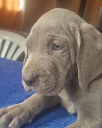 Cuccioli weimaraner bracco di weimar
