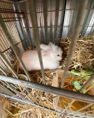 Coniglia testa di leone