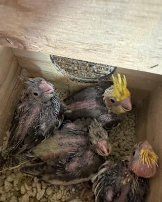 Calopsite