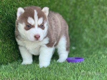 Husky