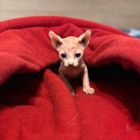 Sphynx maschio nato il 10 gennaio