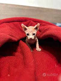 Sphynx maschio nato il 10 gennaio