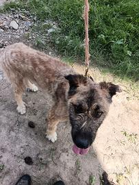 Cane Da conduzione per gregge