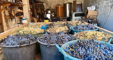 mosto d’uva