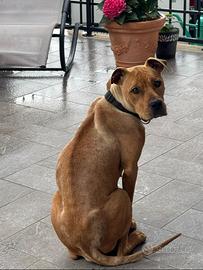 Pitbull femmina