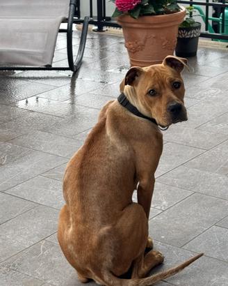 Pitbull femmina