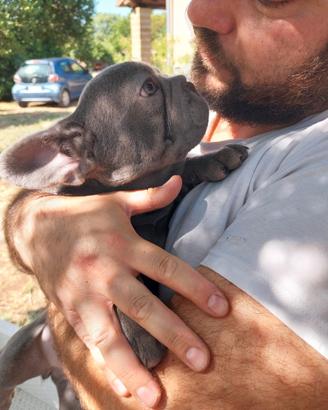 Cucciola bulldog francese blu