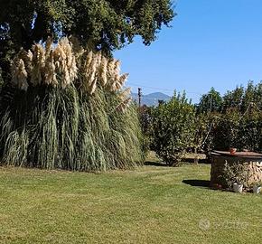 pennacchio di pampas