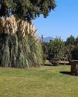 pennacchio di pampas
