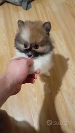 Spitz di pomerania toy