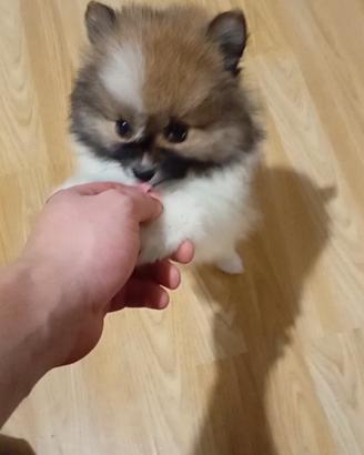 Spitz di pomerania toy