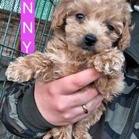 Disponibili barboncini toy/nani