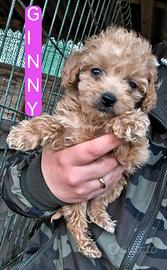 Disponibili barboncini toy/nani