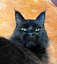 Maine coon femmina 3 anni