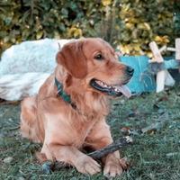 Golden Retriever maschio per accoppiamento