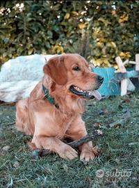 Golden Retriever maschio per accoppiamento
