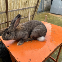 Coppia conigli giganti delle fiandre