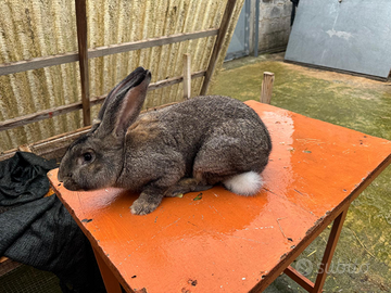Coppia conigli giganti delle fiandre
