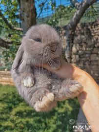 Conigli minilop cuccioli