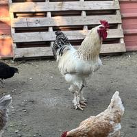 Gallo brama